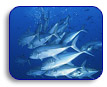 Cabo San Lucas Sportfishing Charters